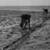 Im Watt zwischen Ebbe und Flut